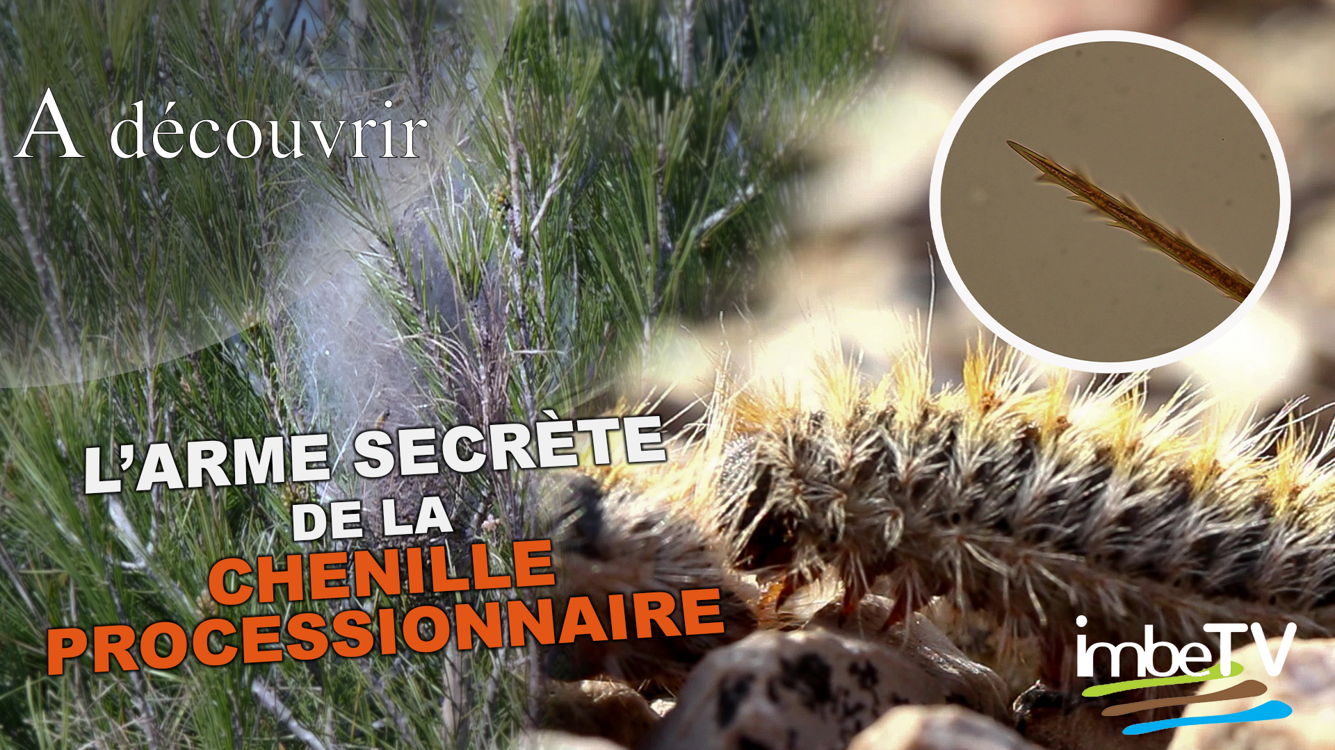A découvrir I L’arme secrète de la chenille processionnaire